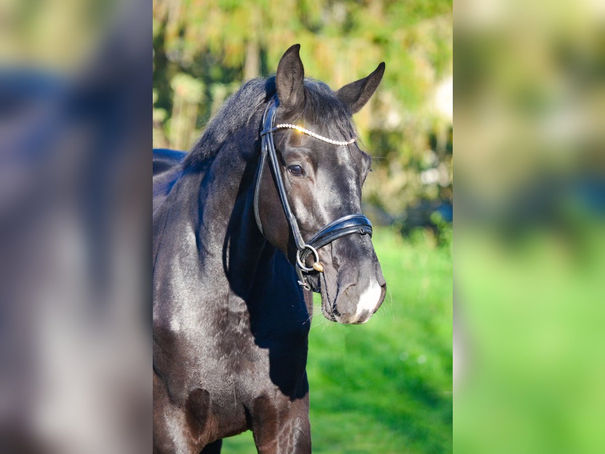 KWPN Gelding 2 years 16,1 hh Black in Marigny