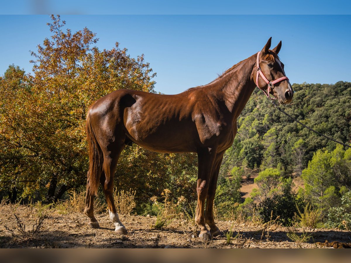 KWPN Gelding 2 years 16,1 hh Chestnut-Red in Jaen