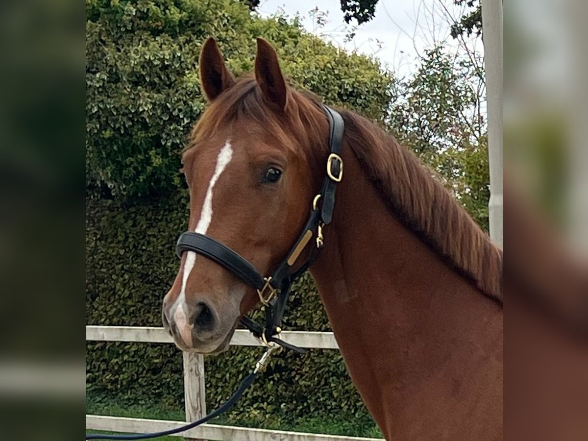 KWPN Gelding 2 years Chestnut-Red in Tilburg KWPN Gelding 2 years Chestnut-Red in Tilburg