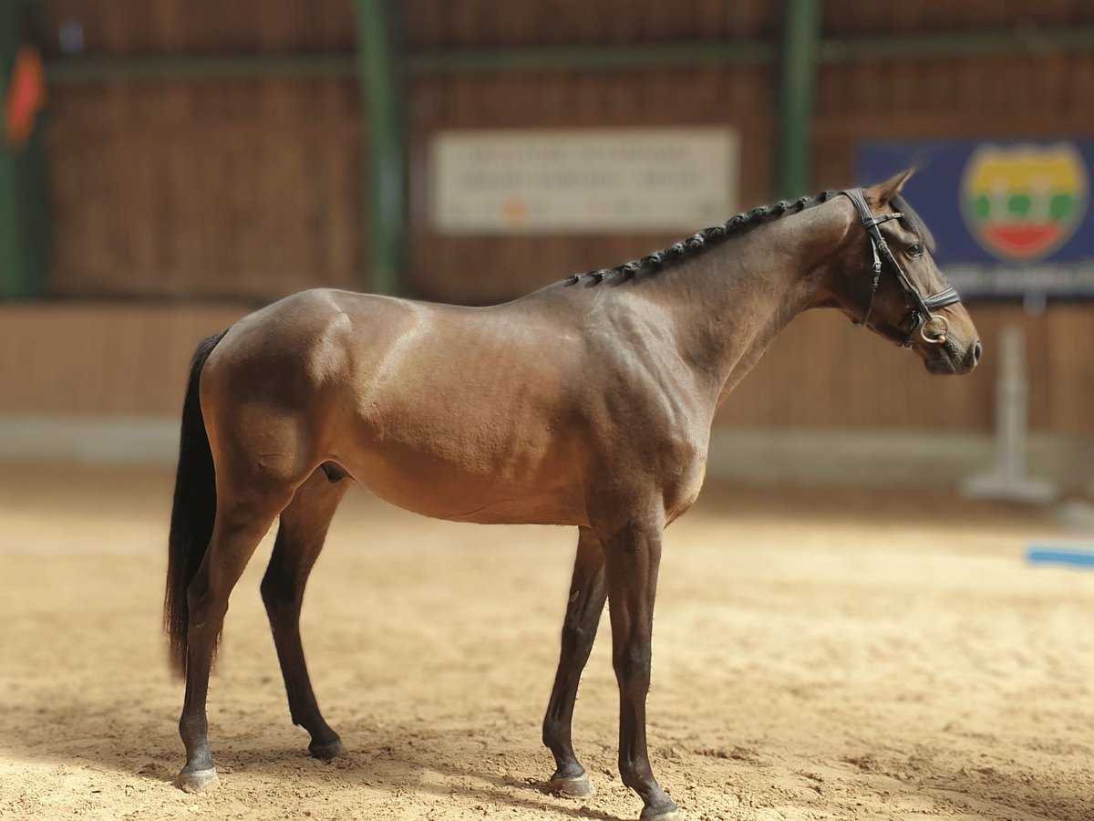 KWPN Gelding 3 years 15,1 hh Bay-Dark in Vilnius