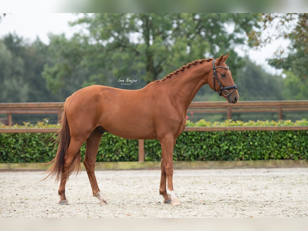 KWPN Gelding 3 years 15,1 hh Chestnut-Red in Horst