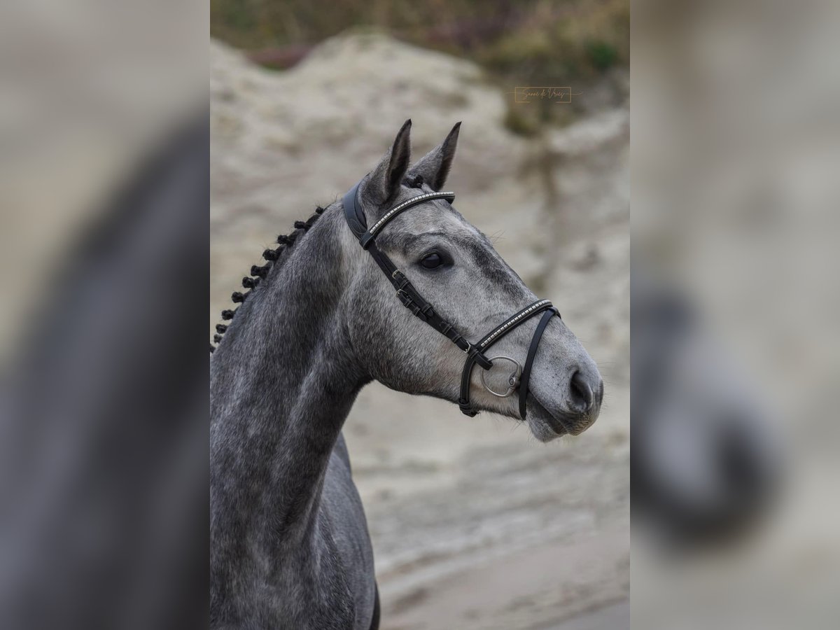 KWPN Gelding 3 years 15,2 hh Gray-Blue-Tan in Opende