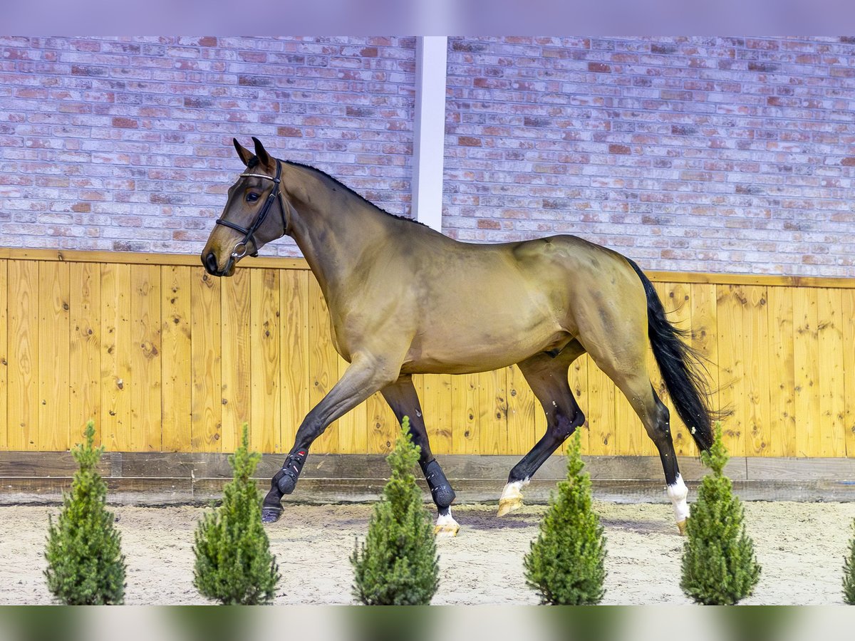 KWPN Gelding 3 years 16,1 hh Bay-Dark in Ommen