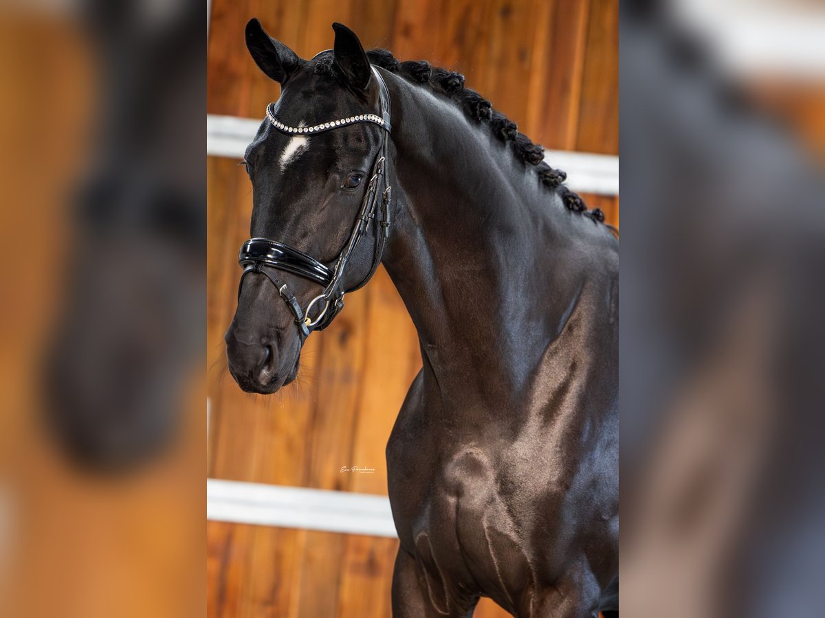 KWPN Gelding 3 years 16,1 hh Black in Andijk