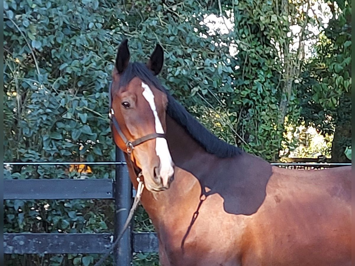 KWPN Gelding 3 years 16,1 hh Brown in Schöppingen