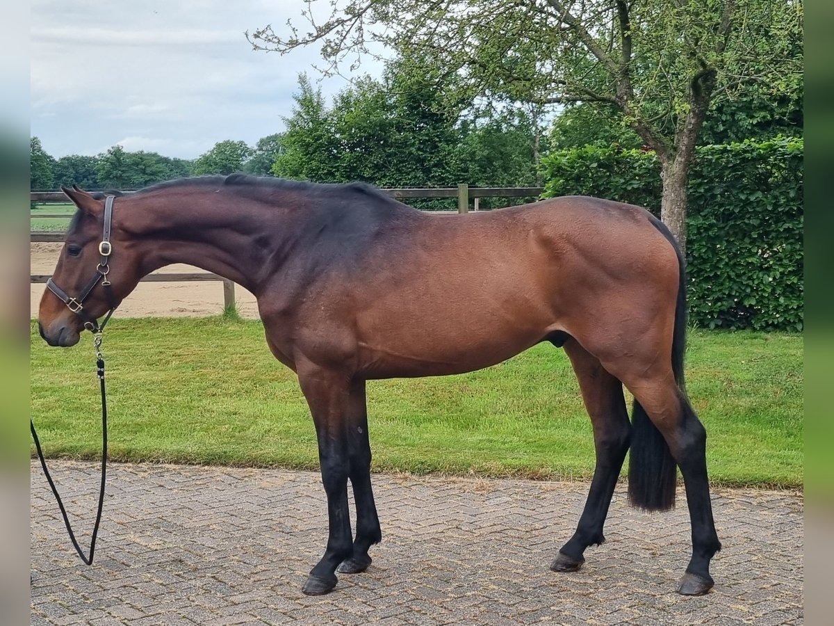 KWPN Gelding 3 years 16,1 hh Brown in Diever
