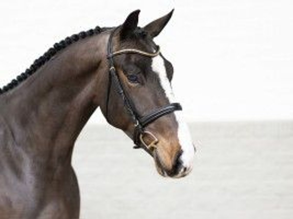 KWPN Gelding 3 years 16,1 hh Brown in Heerde