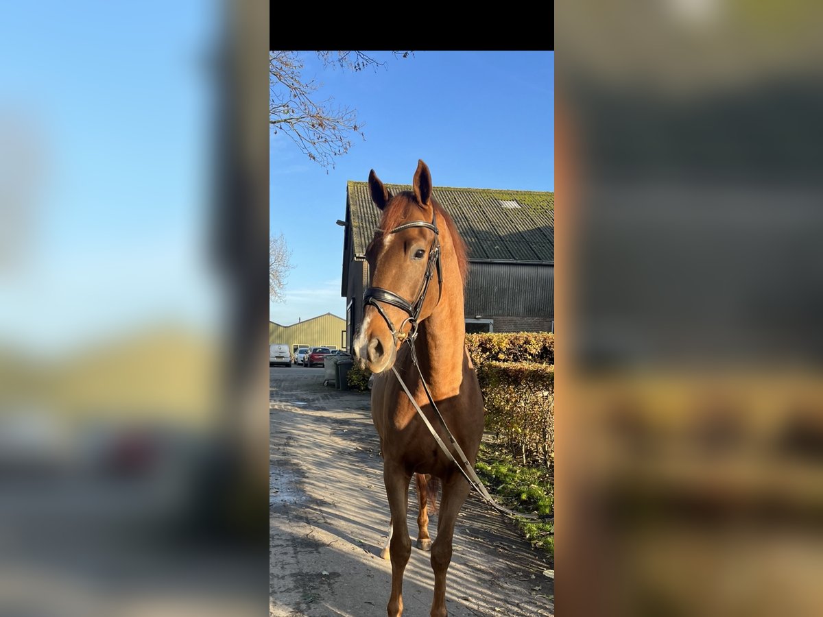 KWPN Gelding 3 years 16,1 hh Chestnut-Red in Bergen aan Zee