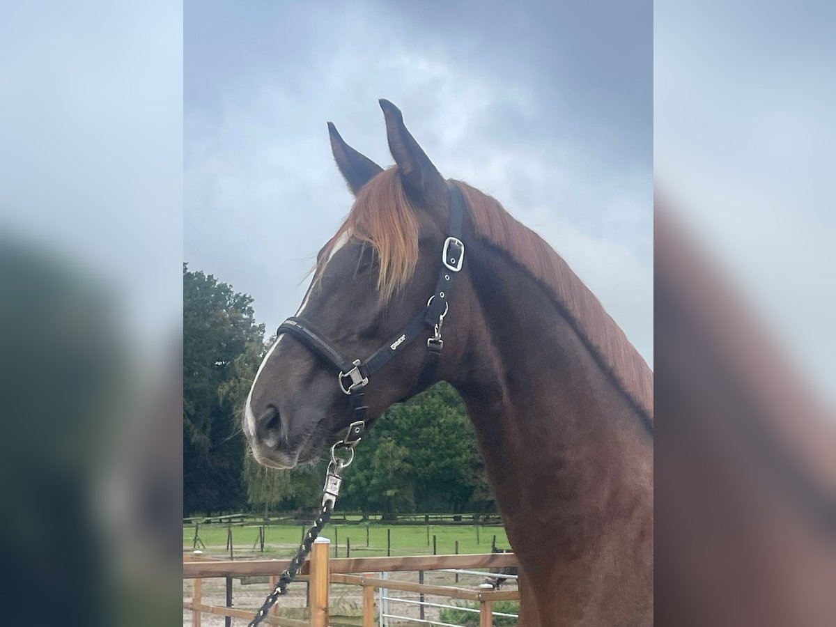 KWPN Gelding 3 years 16,1 hh Chestnut-Red in Oud Gastel