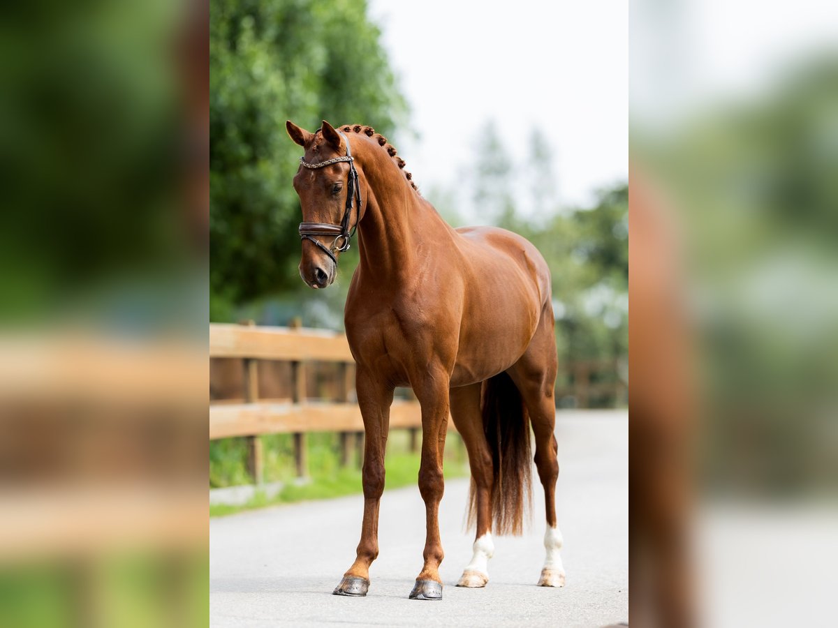 KWPN Gelding 3 years 16,1 hh Chestnut-Red in Rotterdam