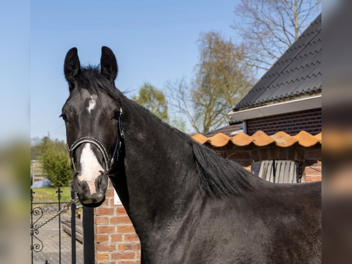 KWPN Gelding 3 years 16,1 hh Smoky-Black in Wedde