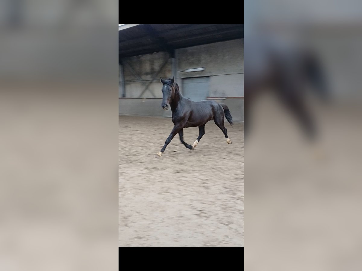 KWPN Gelding 3 years 16,2 hh Black in Lokeren