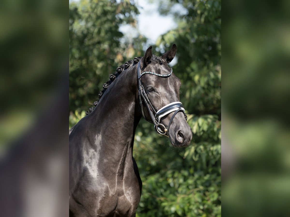 KWPN Gelding 3 years 16,2 hh Black in Oosterhout