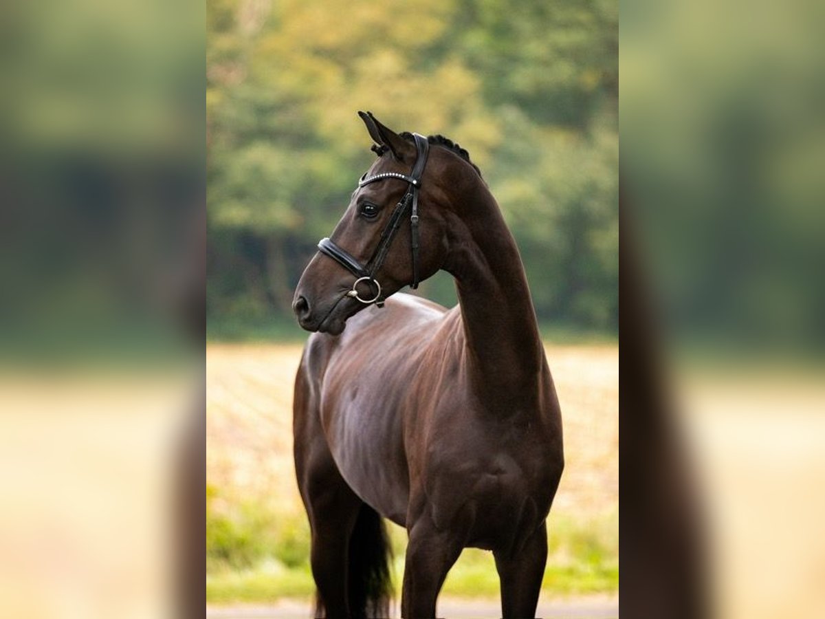 KWPN Gelding 3 years 16,2 hh Brown in Gieten