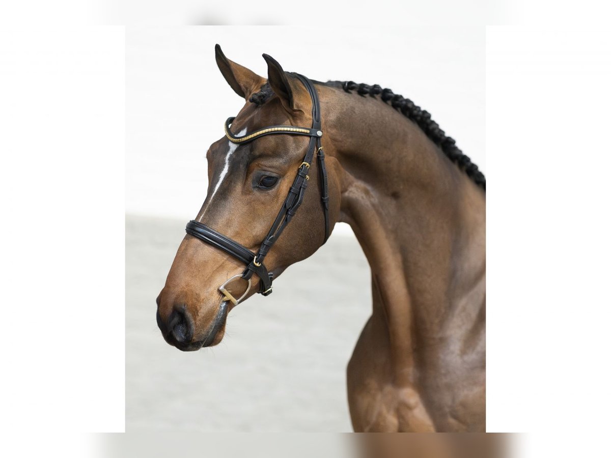 KWPN Gelding 3 years 16,2 hh Brown in Heerde