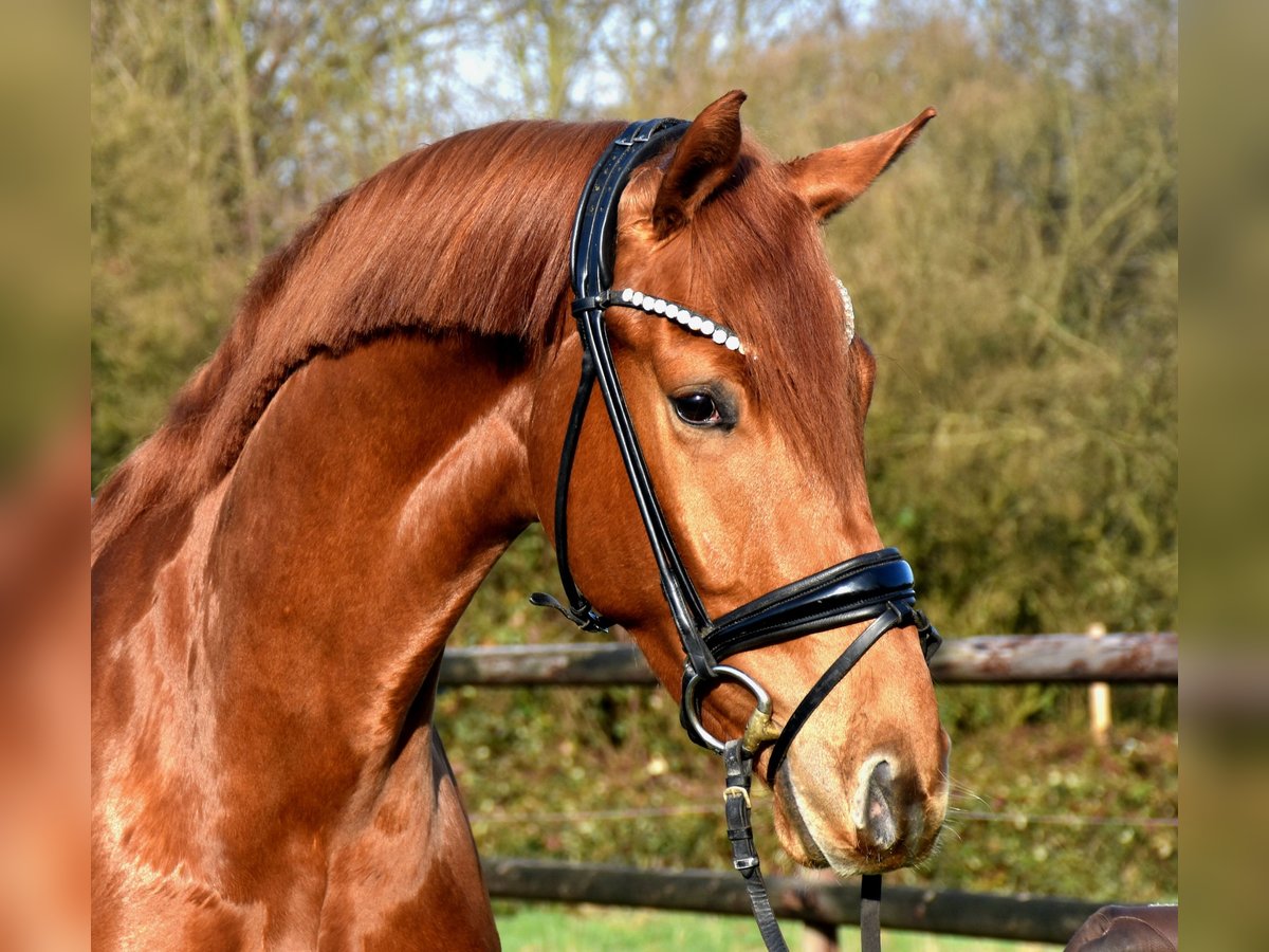 KWPN Gelding 3 years 16,2 hh Chestnut-Red in Neuss