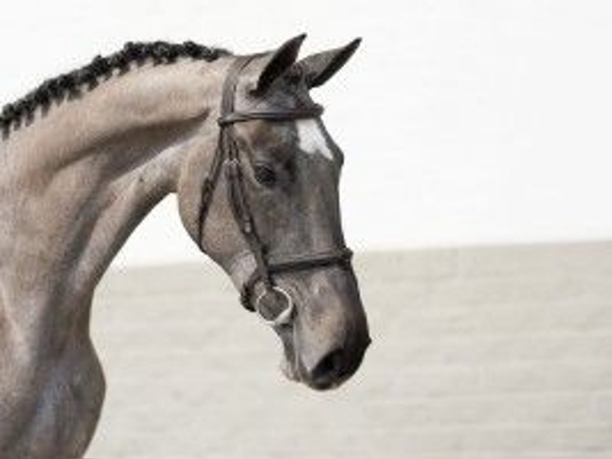 KWPN Gelding 3 years 16,2 hh Gray in Heerde