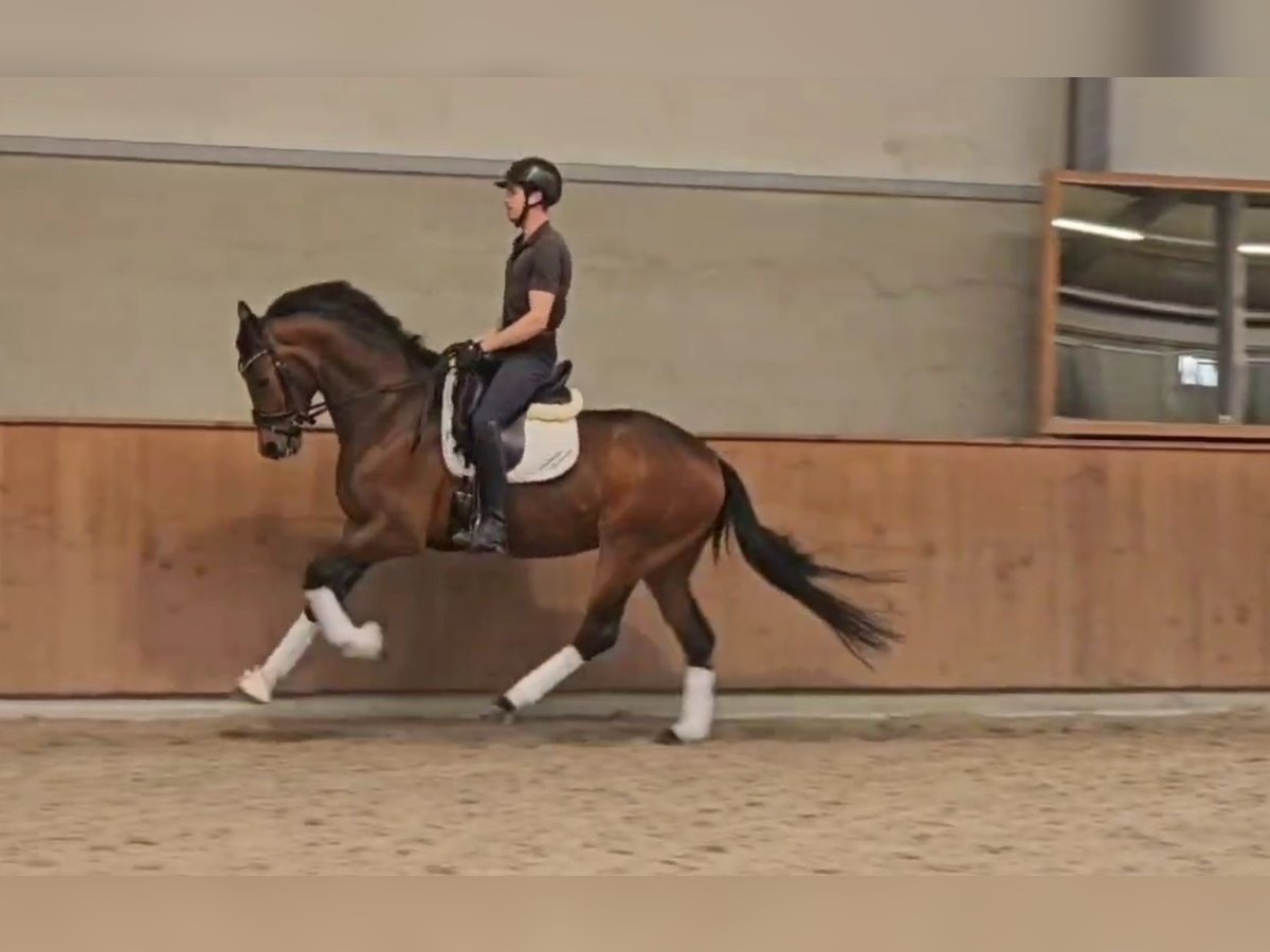 KWPN Gelding 3 years 16 hh Bay-Dark in Groot-Ammers