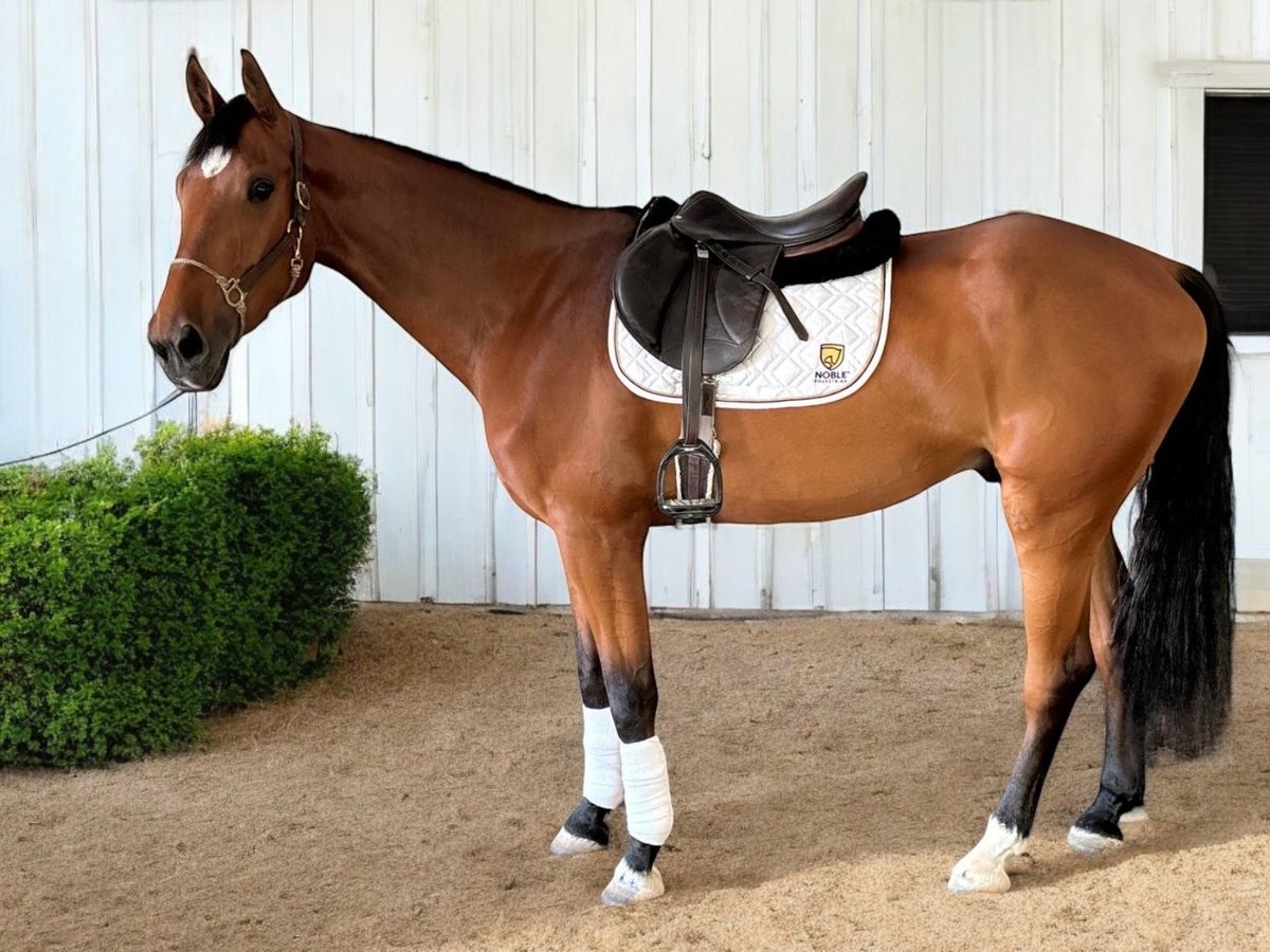 KWPN Gelding 3 years 16 hh Bay in Martinez