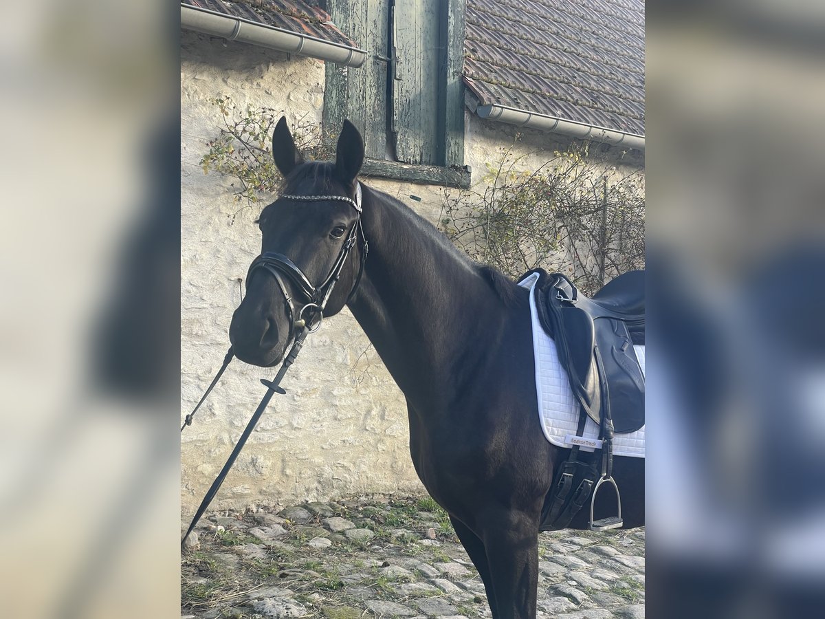 KWPN Gelding 3 years 16 hh Black in Baron