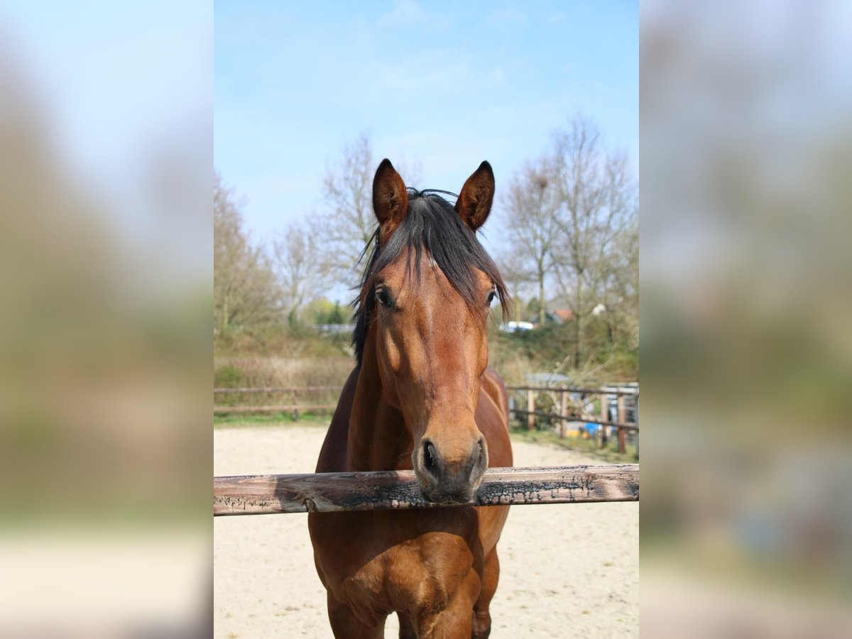 KWPN Gelding 3 years 16 hh Brown in Geldermalsen