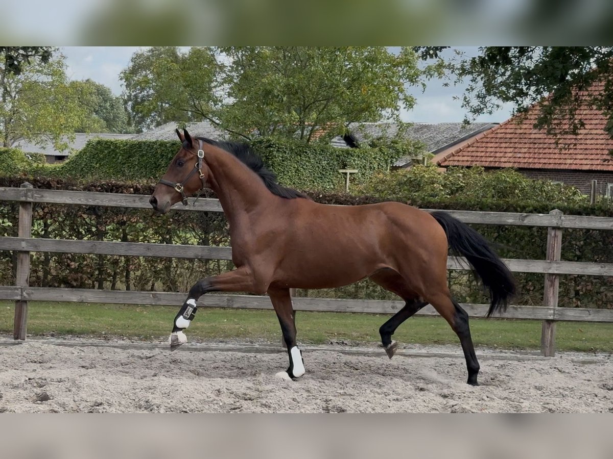 KWPN Gelding 3 years 16 hh Brown in Moergestel