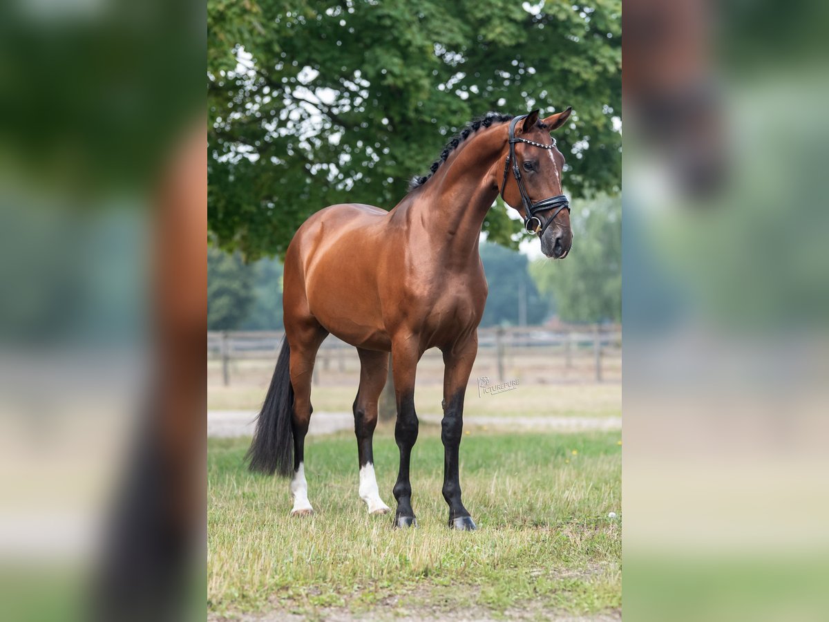 KWPN Gelding 3 years 16 hh Brown in Peer