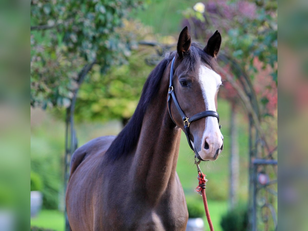 KWPN Gelding 3 years 16 hh Brown in Kamnik