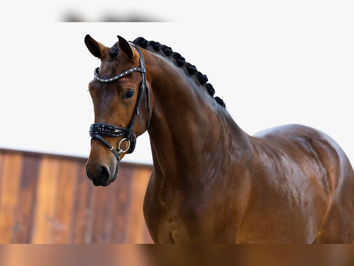 KWPN Gelding 3 years 16 hh Brown in Kwadijk