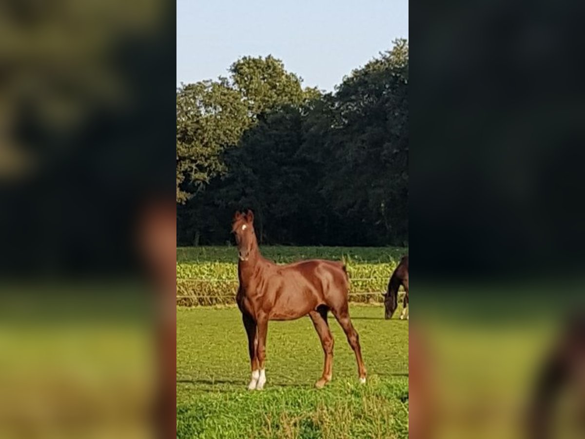 KWPN Gelding 3 years 16 hh Chestnut in Asten