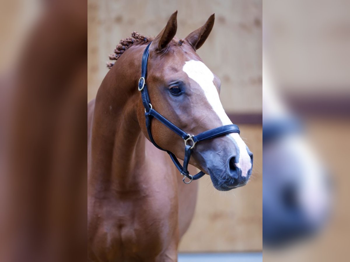 KWPN Gelding 3 years 16 hh Chestnut-Red in Kinrooi