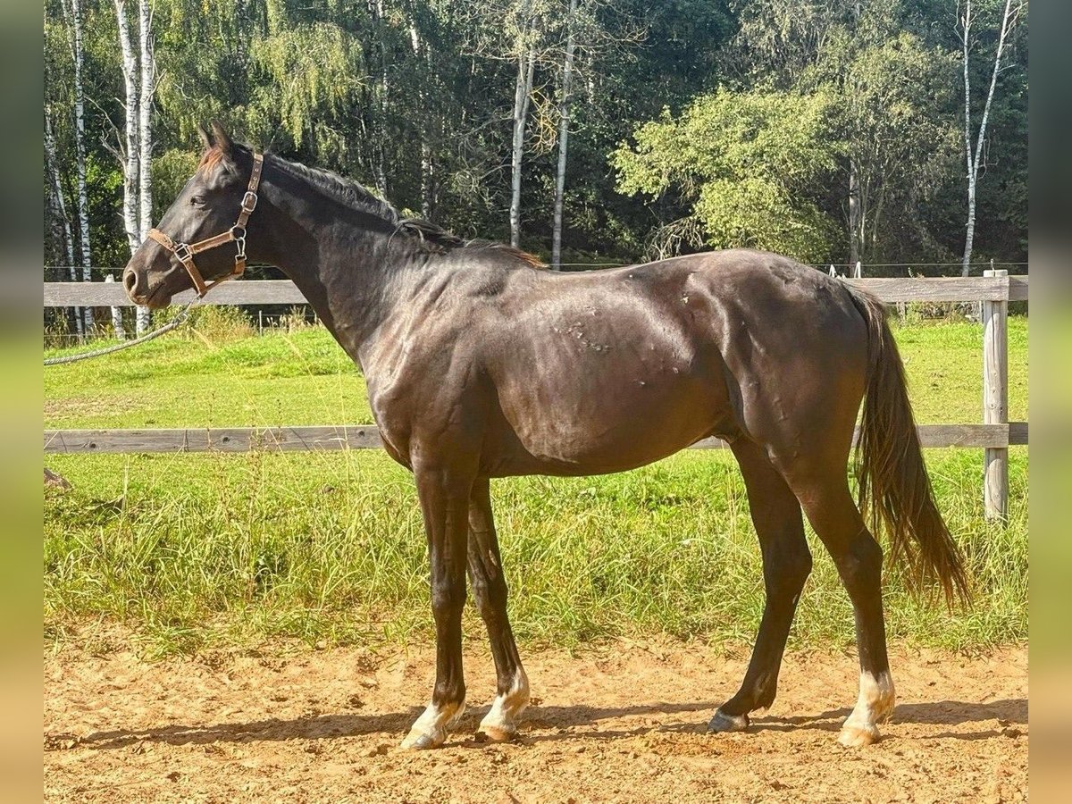 KWPN Gelding 3 years 16 hh in Riga KWPN Gelding 3 years 16 hh in Riga