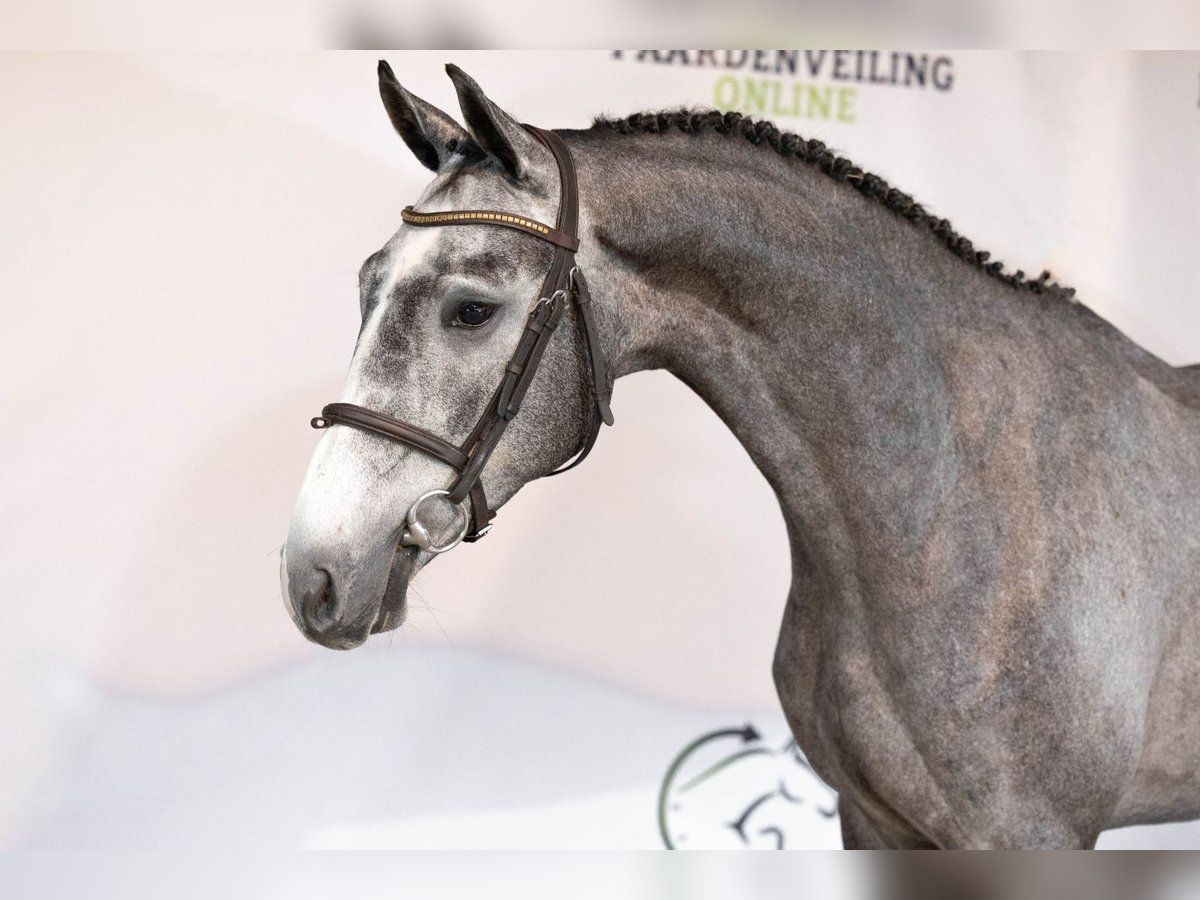 KWPN Gelding 3 years 16 hh Grey in Heerde