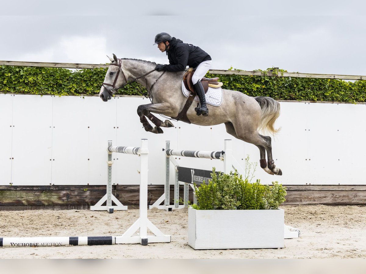 KWPN Gelding 3 years 16 hh Grey in Waddinxveen