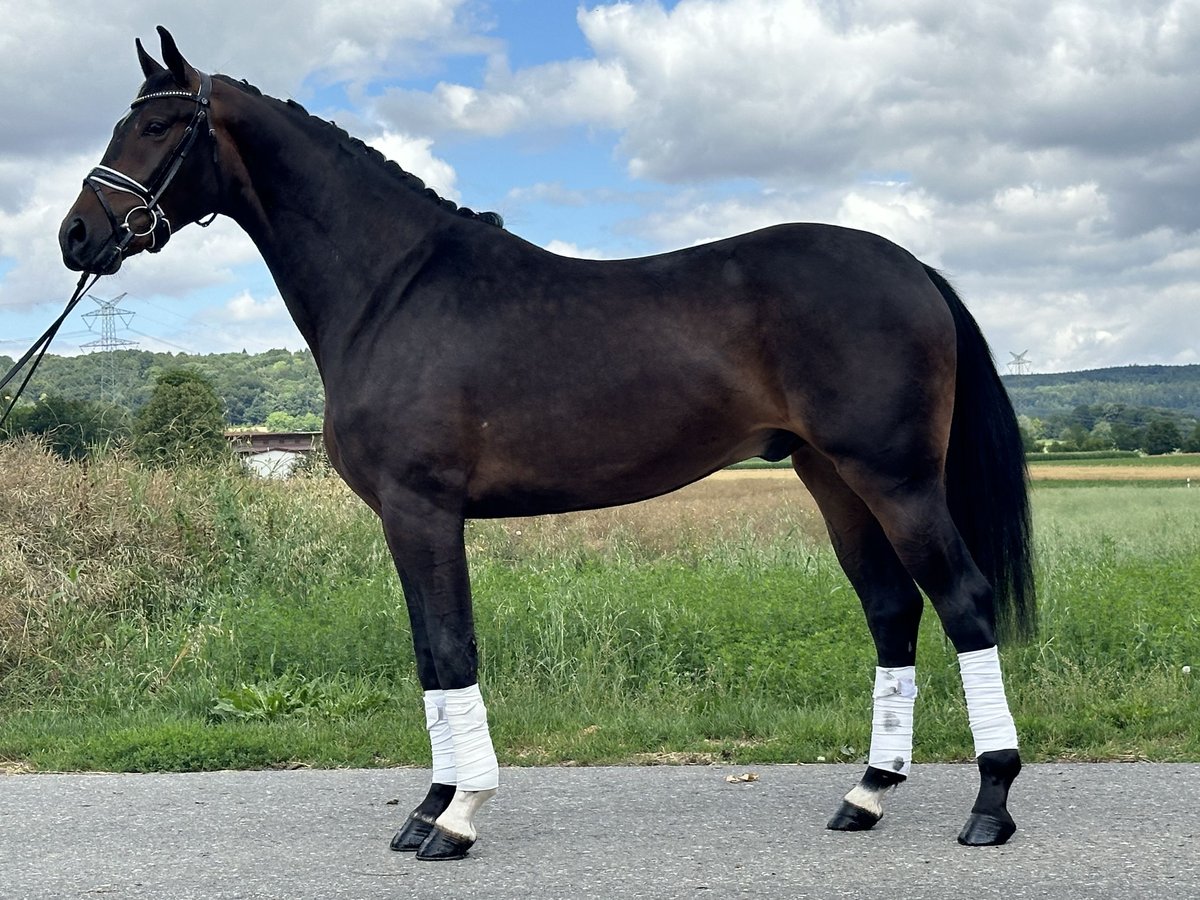 KWPN Gelding 3 years 16,1 hh Bay-Dark in Riedlingen
