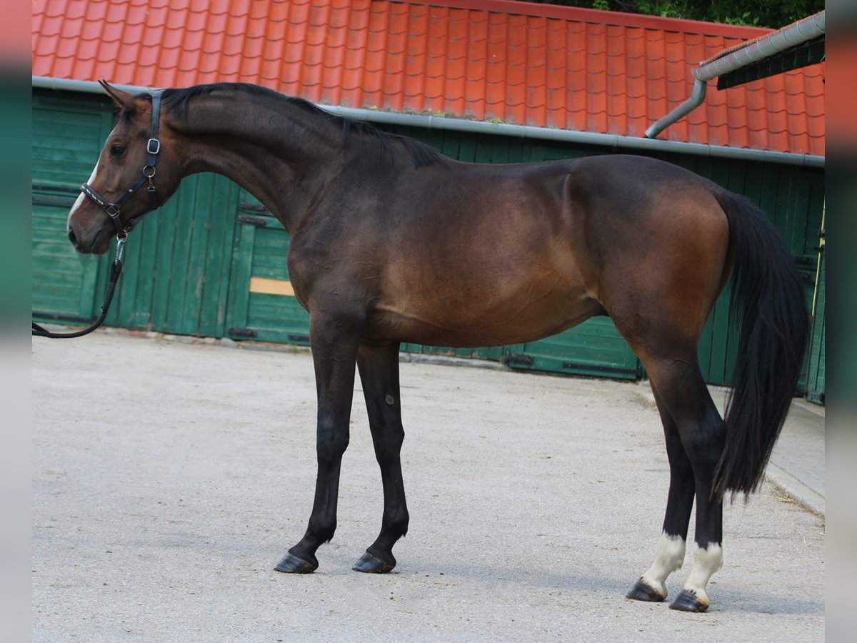 KWPN Gelding 3 years 16,1 hh Bay-Dark in Murska Soboda