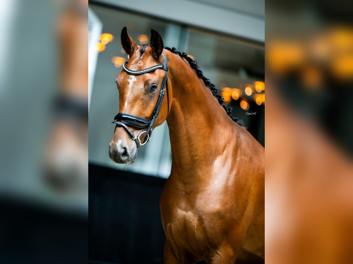 KWPN Gelding 3 years 16,1 hh Bay in Mol