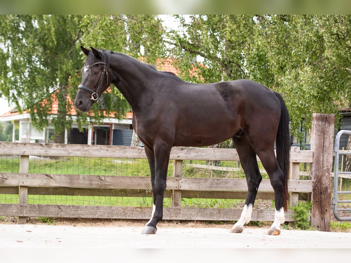 KWPN Gelding 3 years 16,1 hh Black in Boijl