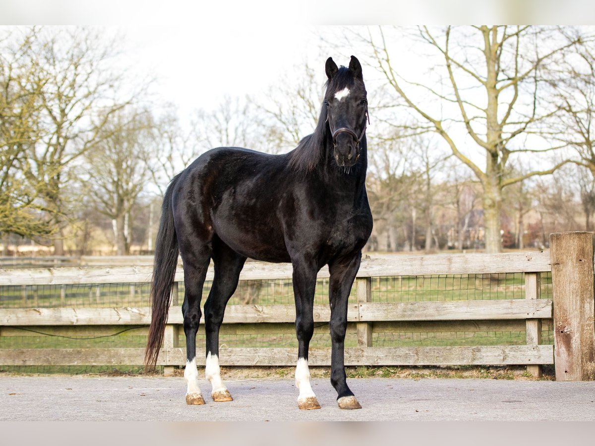 KWPN Gelding 3 years 16,1 hh Black in Boijl