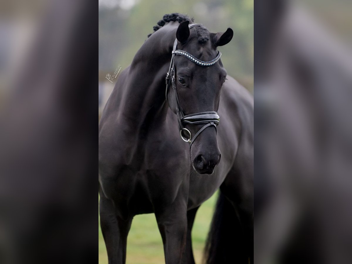 KWPN Gelding 3 years 16,1 hh Black in Peer