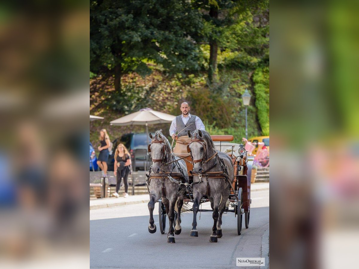 KWPN Gelding 3 years 16,1 hh Black in Kamnik