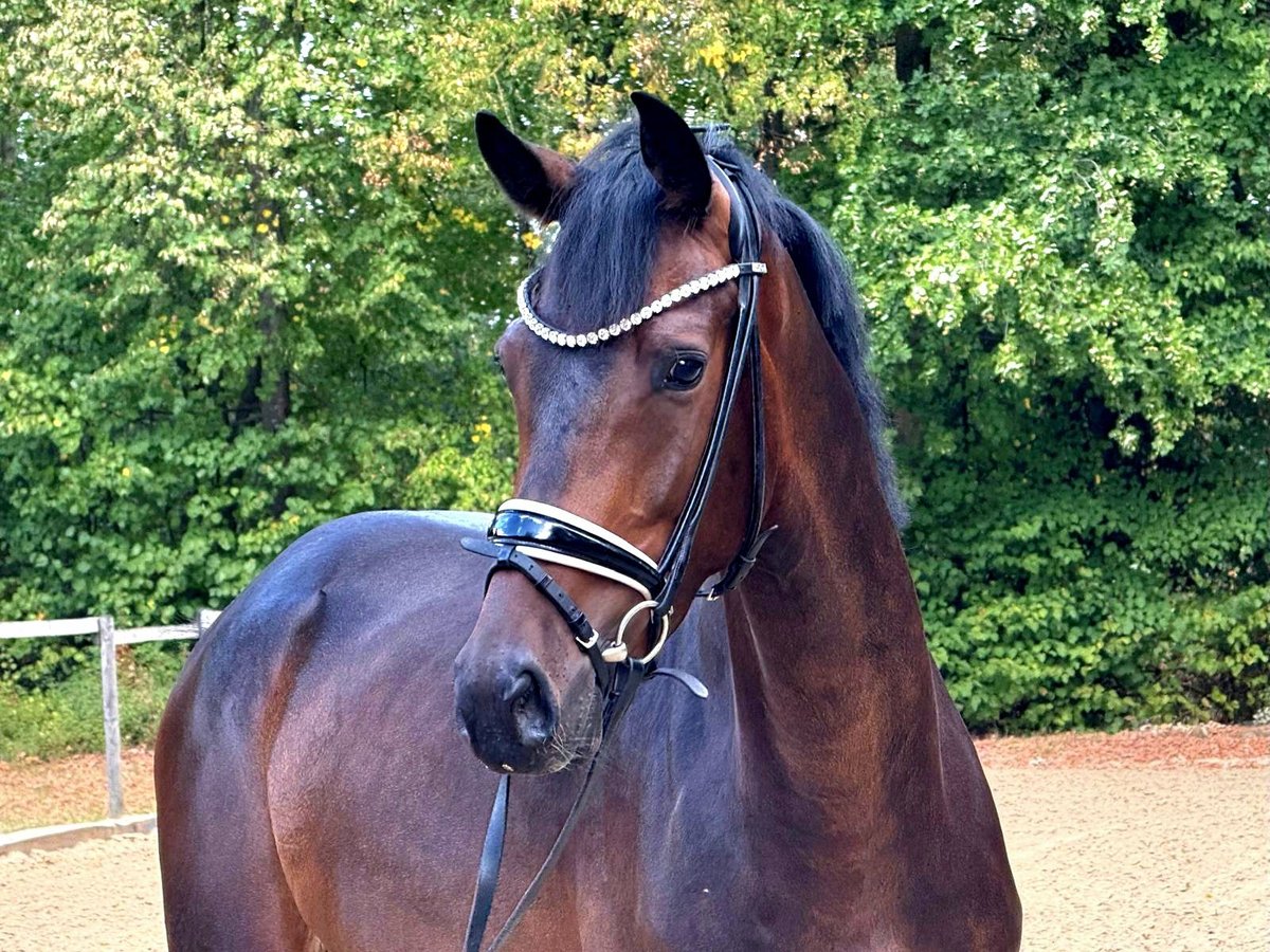 KWPN Gelding 3 years 16,1 hh Brown in Neuss