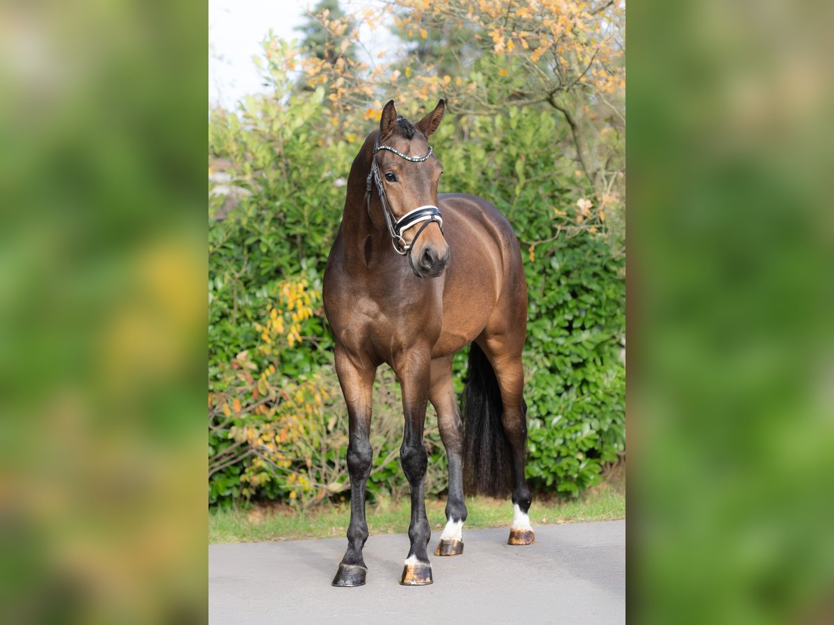 KWPN Gelding 3 years 16,1 hh Brown in Oosterhout