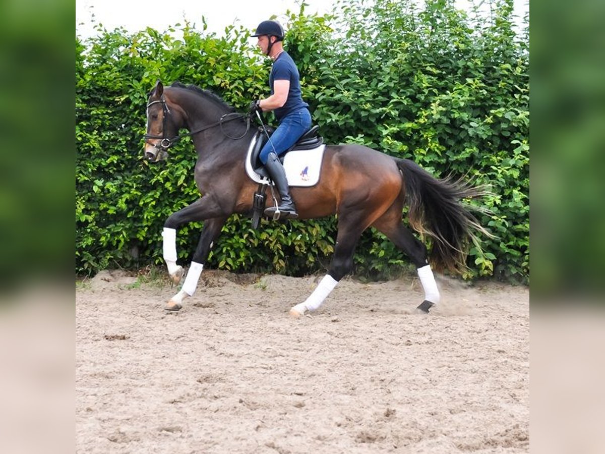 KWPN Gelding 3 years 16,1 hh Brown in Prinsenbeek
