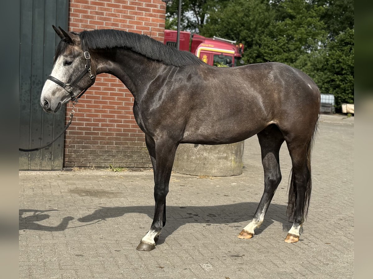 KWPN Gelding 3 years 16,1 hh Gray in Zieuwent