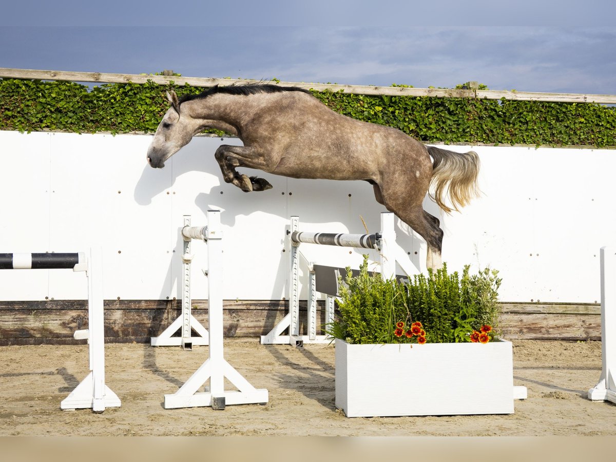 KWPN Gelding 3 years 16,1 hh Grey in Waddinxveen