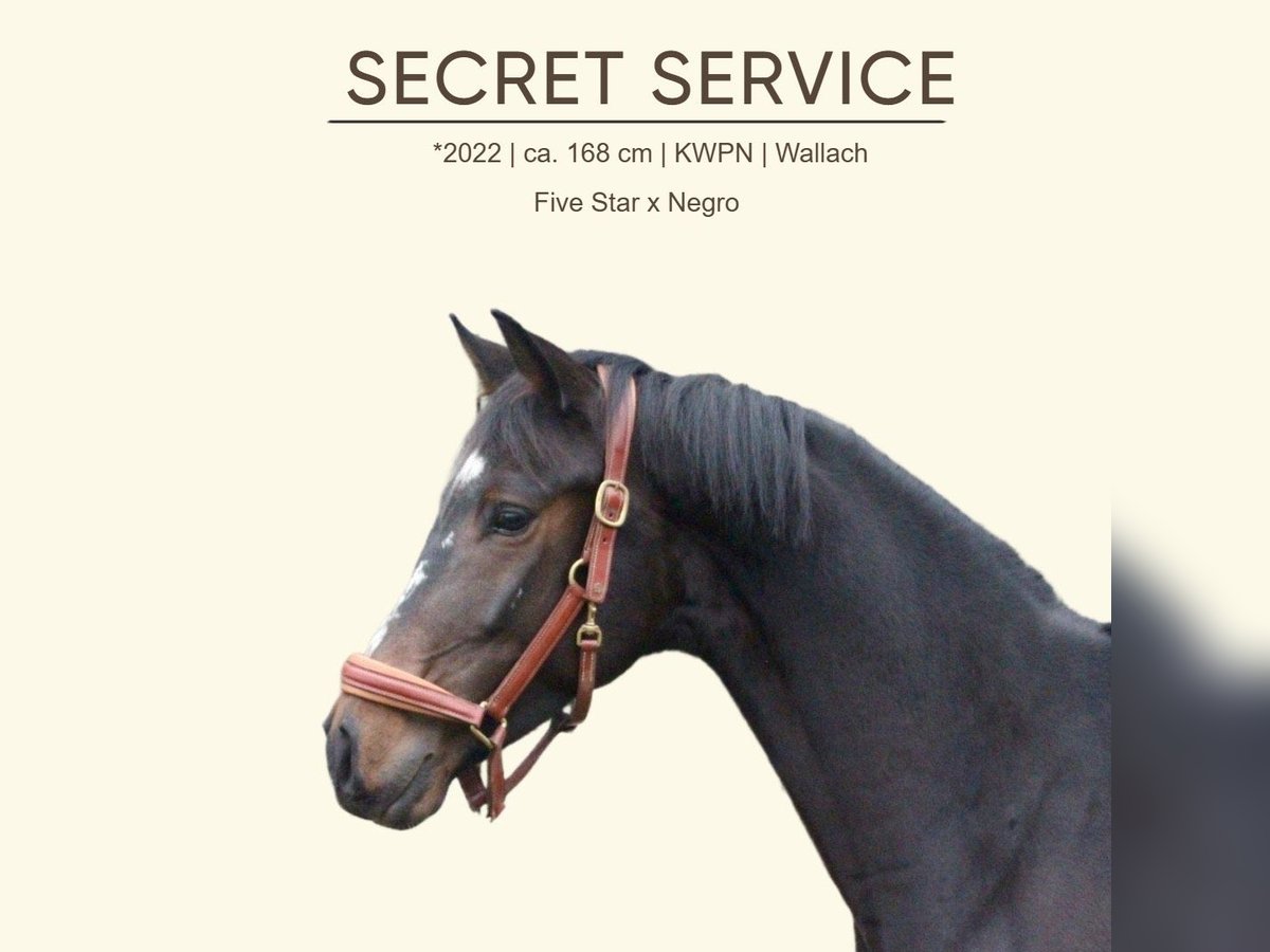 KWPN Gelding 3 years 16,1 hh Smoky-Black in Molln