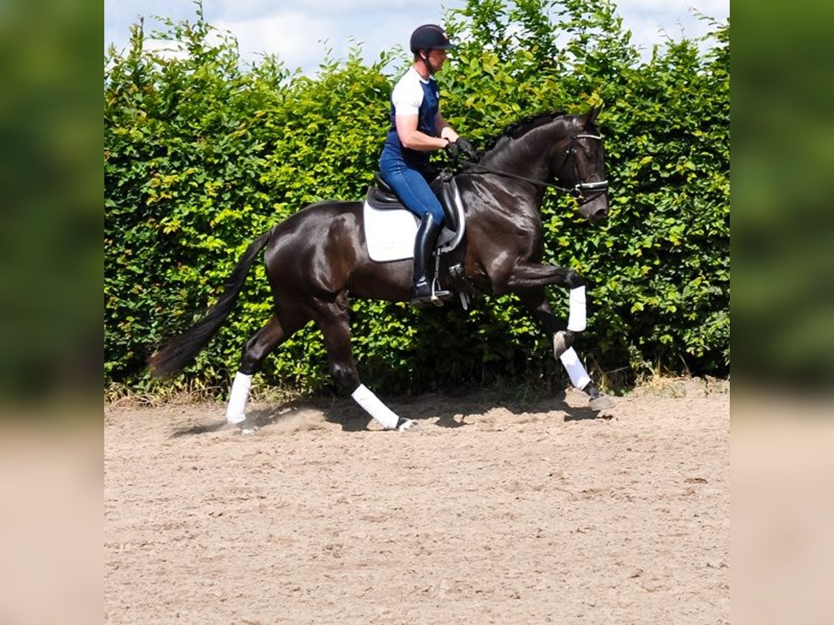 KWPN Gelding 3 years 16,2 hh Black in Prinsenbeek