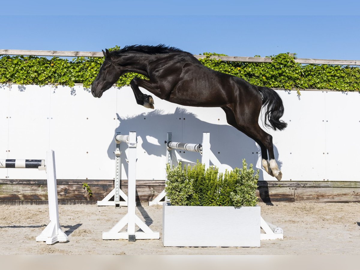 KWPN Gelding 3 years 16,2 hh Black in Waddinxveen