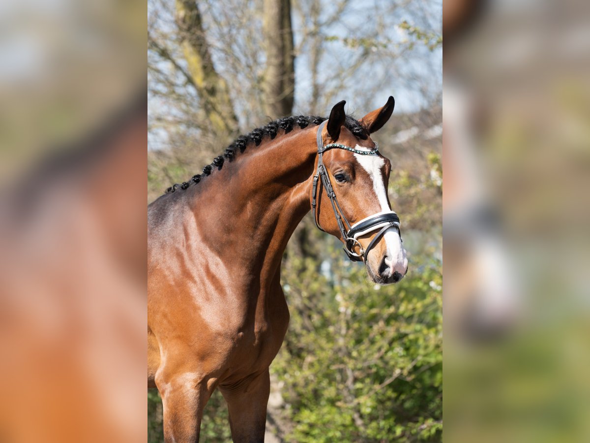 KWPN Gelding 3 years 16,2 hh Brown in Oosterhout